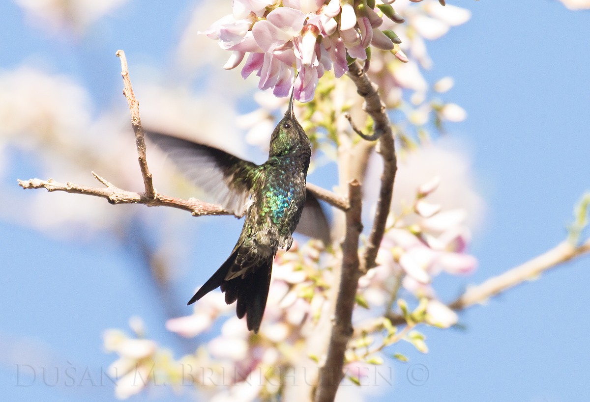 Sapphire-bellied Hummingbird - Dušan Brinkhuizen