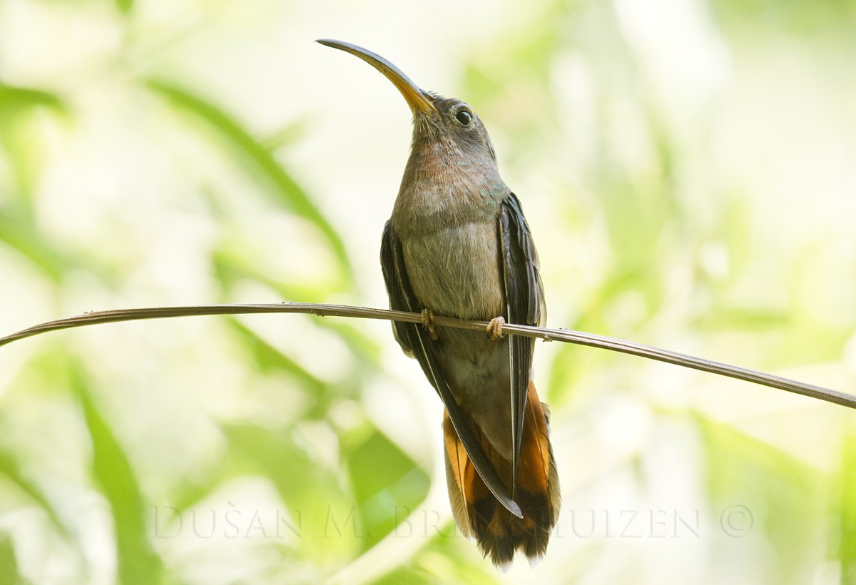 Rufous-breasted Hermit - ML204907131