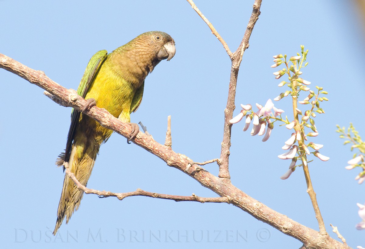 Brown-throated Parakeet (Brown-throated) - Dušan Brinkhuizen