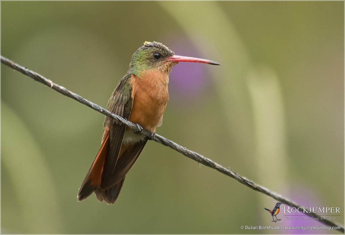 Cinnamon Hummingbird (Mainland) - Dušan Brinkhuizen
