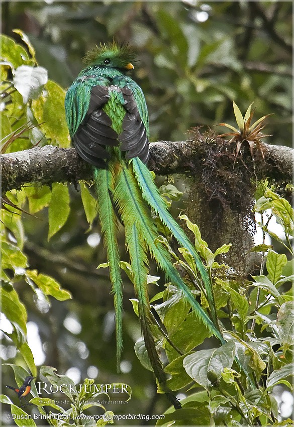Resplendent Quetzal (Guatemalan) - Dušan Brinkhuizen