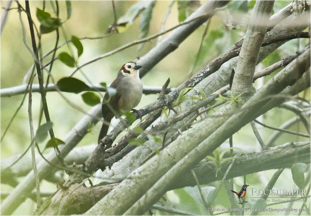 White-faced Ground-Sparrow - ML204907361