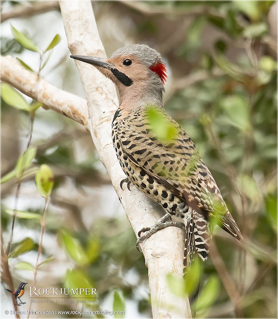 Male lateral view (subspecies <em class="SciName notranslate">chrysocaulosus</em>). - Northern Flicker (Cuban) - 