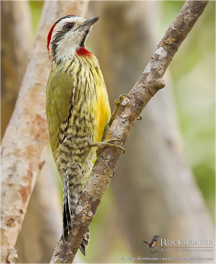 Cuban Green Woodpecker - Dušan Brinkhuizen