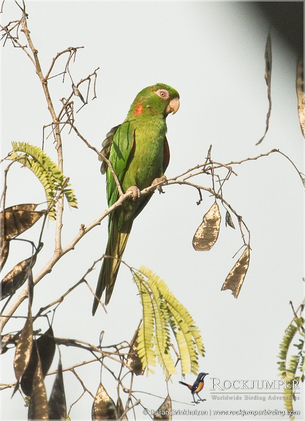 Cuban Parakeet - Dušan Brinkhuizen