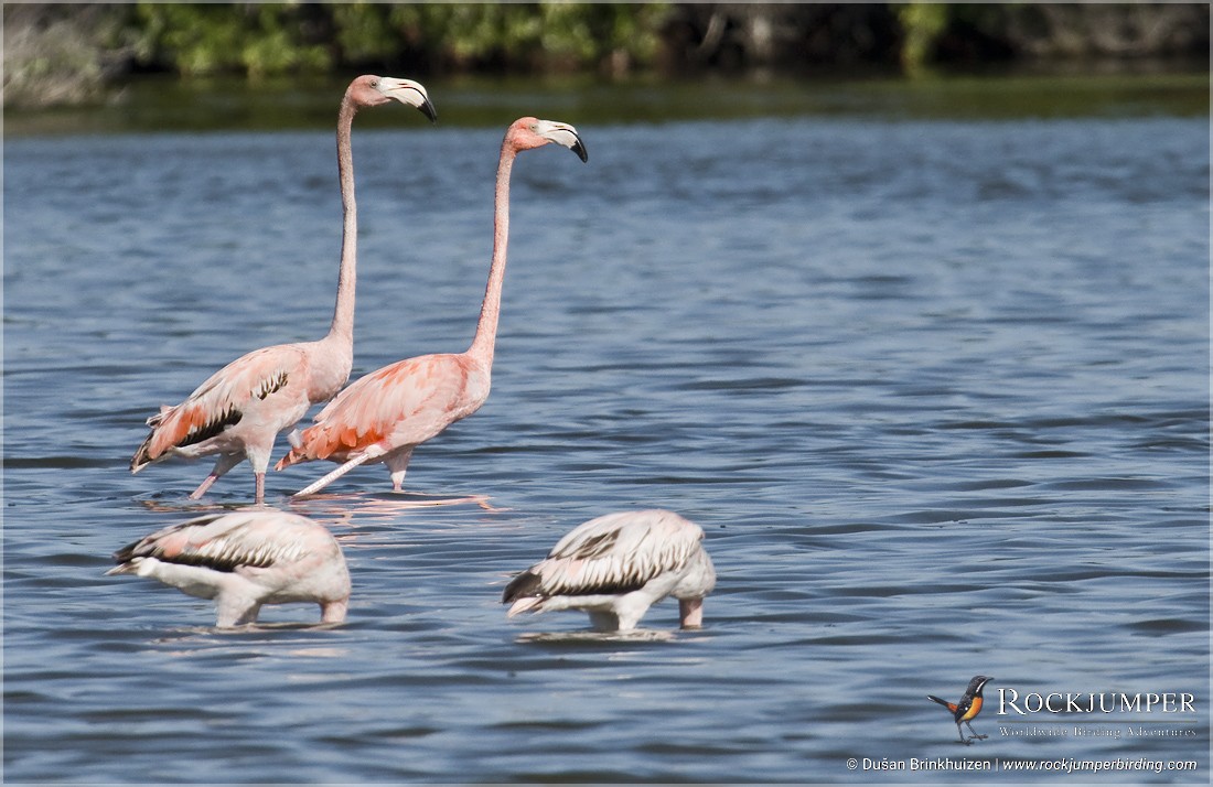 American Flamingo - Dušan Brinkhuizen