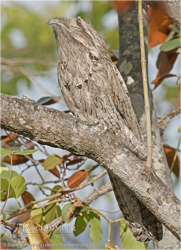 Northern Potoo (Caribbean) - eBird