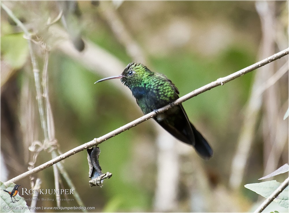 kolibřík haitský - ML204907661