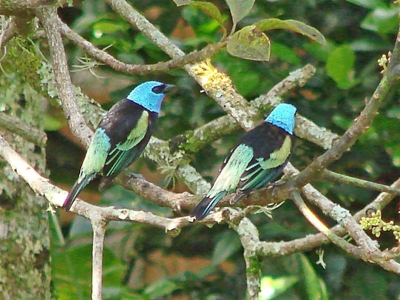 Blue-necked Tanager - ML204908001