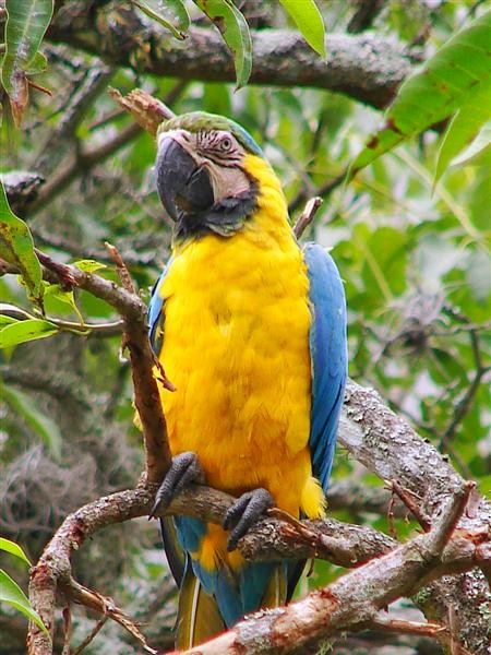Blue-and-yellow Macaw - Blair Wainman
