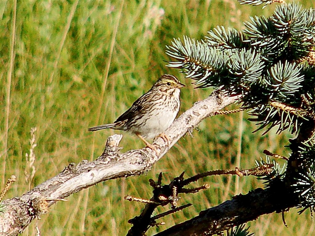 Savannah Sparrow (Savannah) - ML204908261