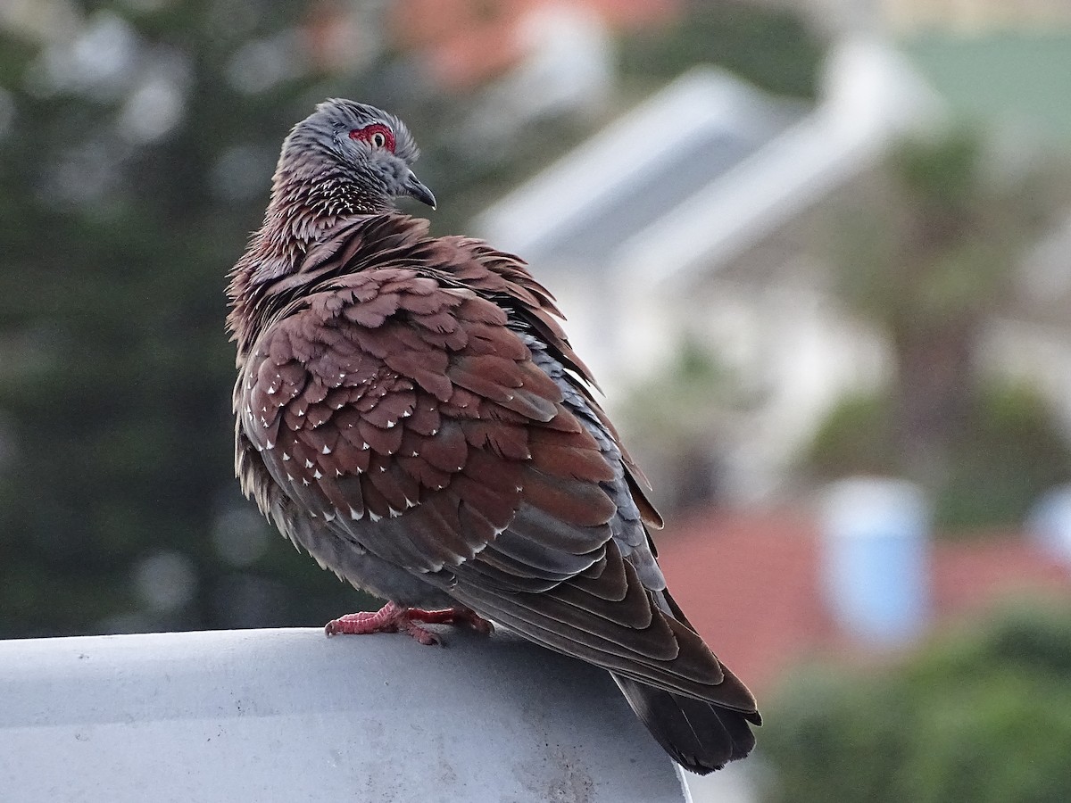 Speckled Pigeon - ML204908321