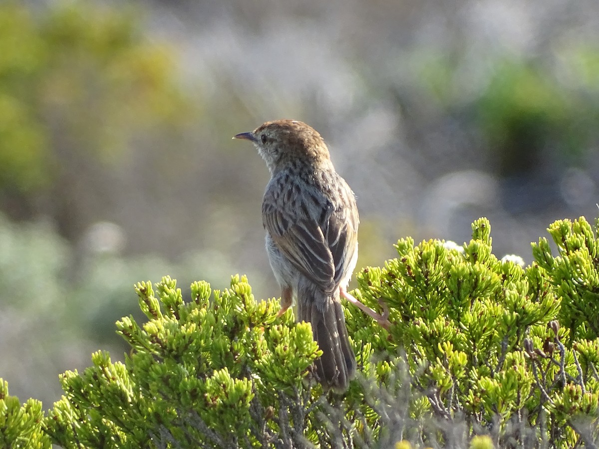 Red-headed Cisticola (Red-headed) - Pierre-Paul EVRARD