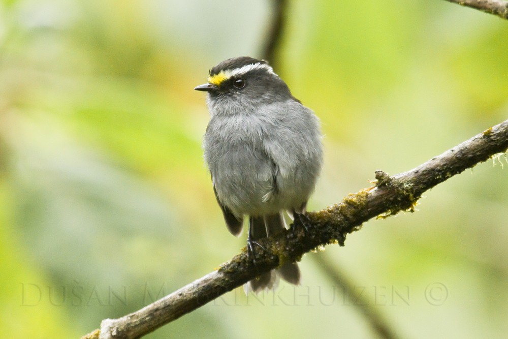 Crowned Chat-Tyrant (Crowned) - ML204909111