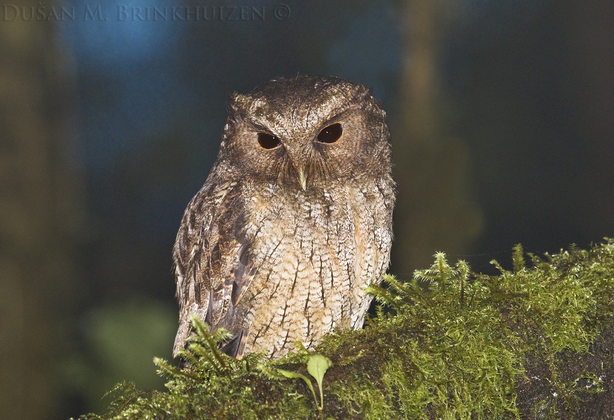 Rufescent Screech-Owl (Colombian) - Dušan Brinkhuizen
