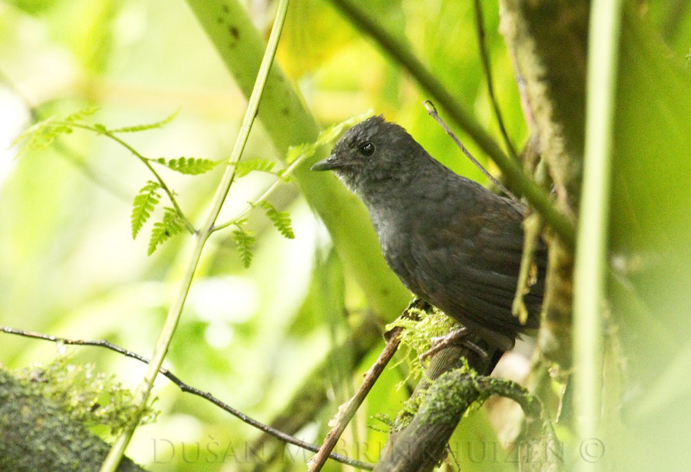 Long-tailed Tapaculo - ML204909191
