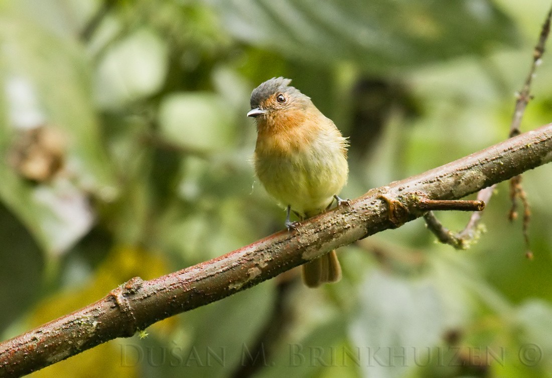 Rufous-breasted Flycatcher - ML204909201