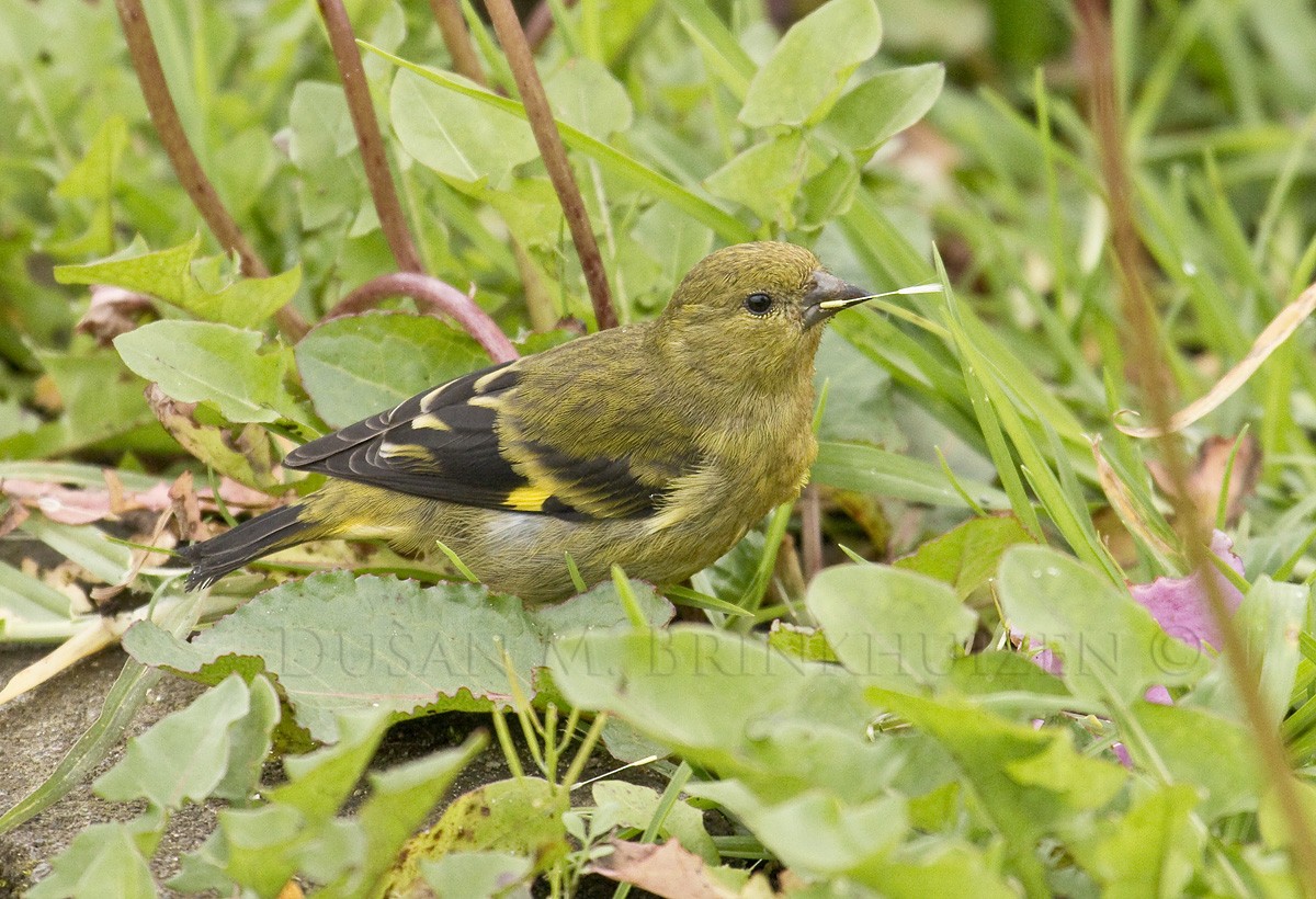 Olivaceous Siskin - ML204909221