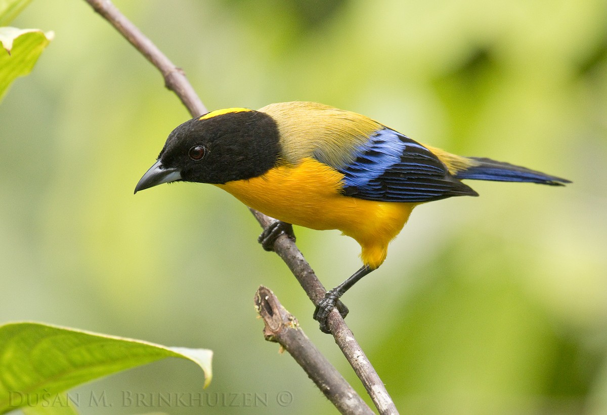 Black-chinned Mountain Tanager - ML204909231