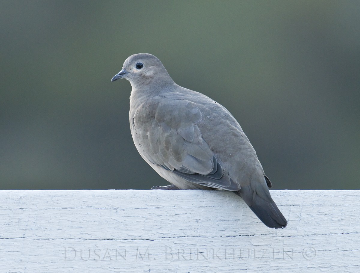 Black-winged Ground Dove - ML204909301