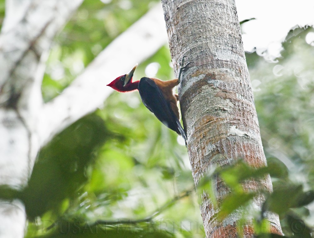 Red-necked Woodpecker - Dušan Brinkhuizen