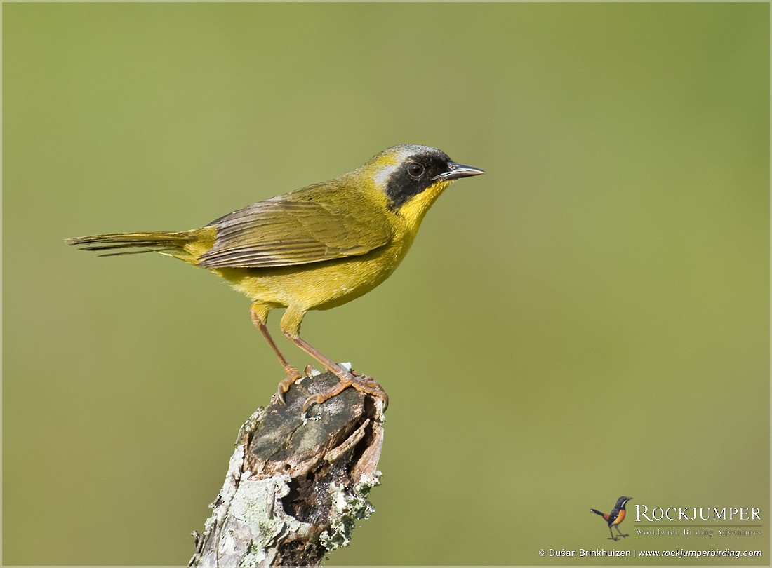 Olive-crowned Yellowthroat (Chiriqui) - Dusan Brinkhuizen