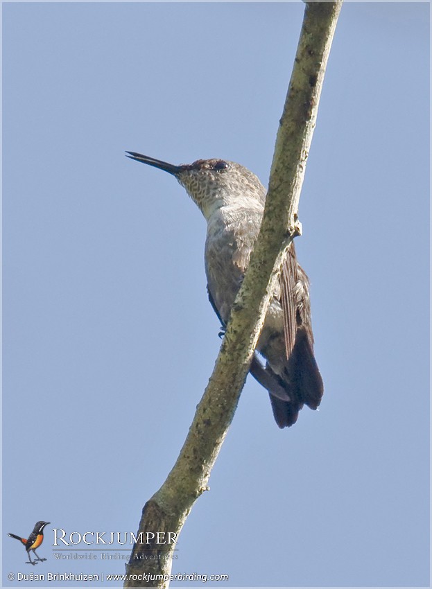 Vervain Hummingbird - ML204909471