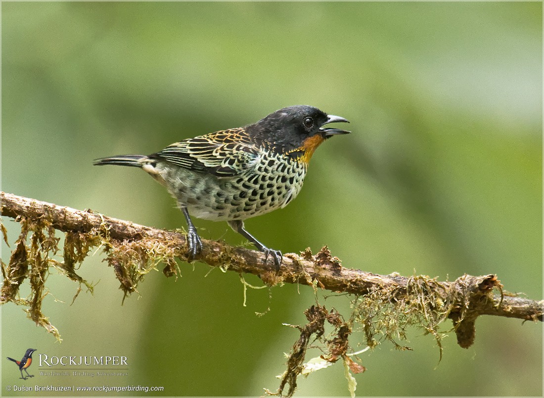 Rufous-throated Tanager - ML204909531