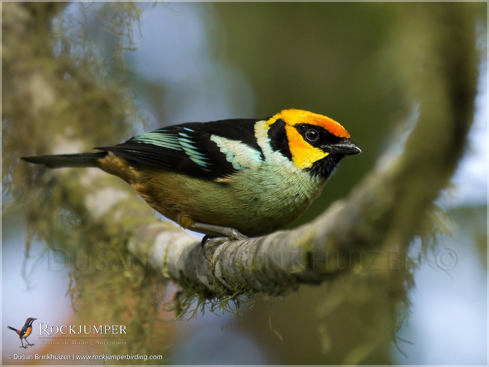 Flame-faced Tanager (Flame-faced) - Dušan Brinkhuizen