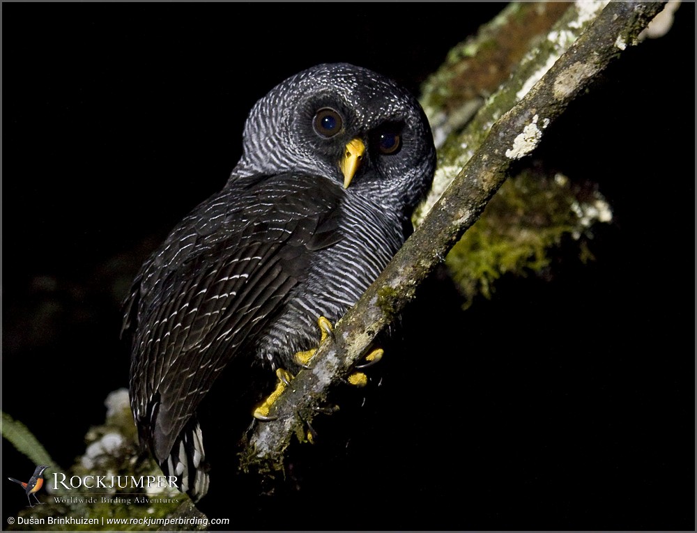 Black-banded Owl - ML204909571