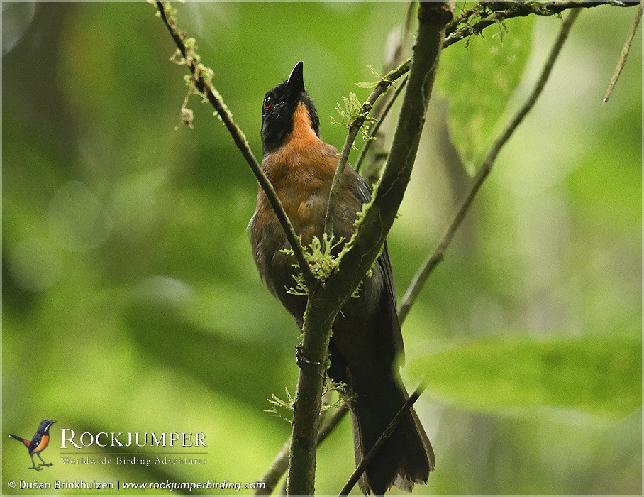 Black-cheeked Ant-Tanager - ML204909601