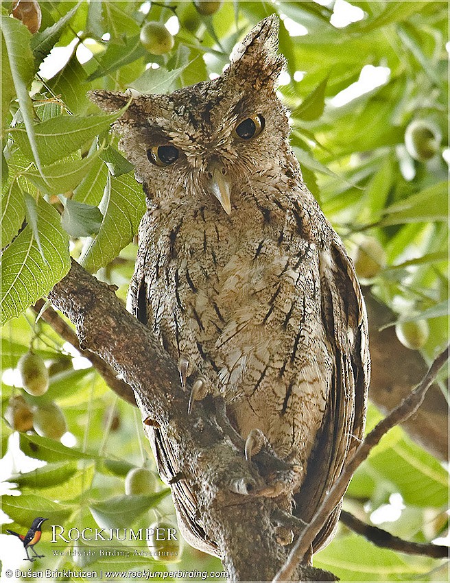 Pacific Screech-Owl (cooperi) - ML204909711