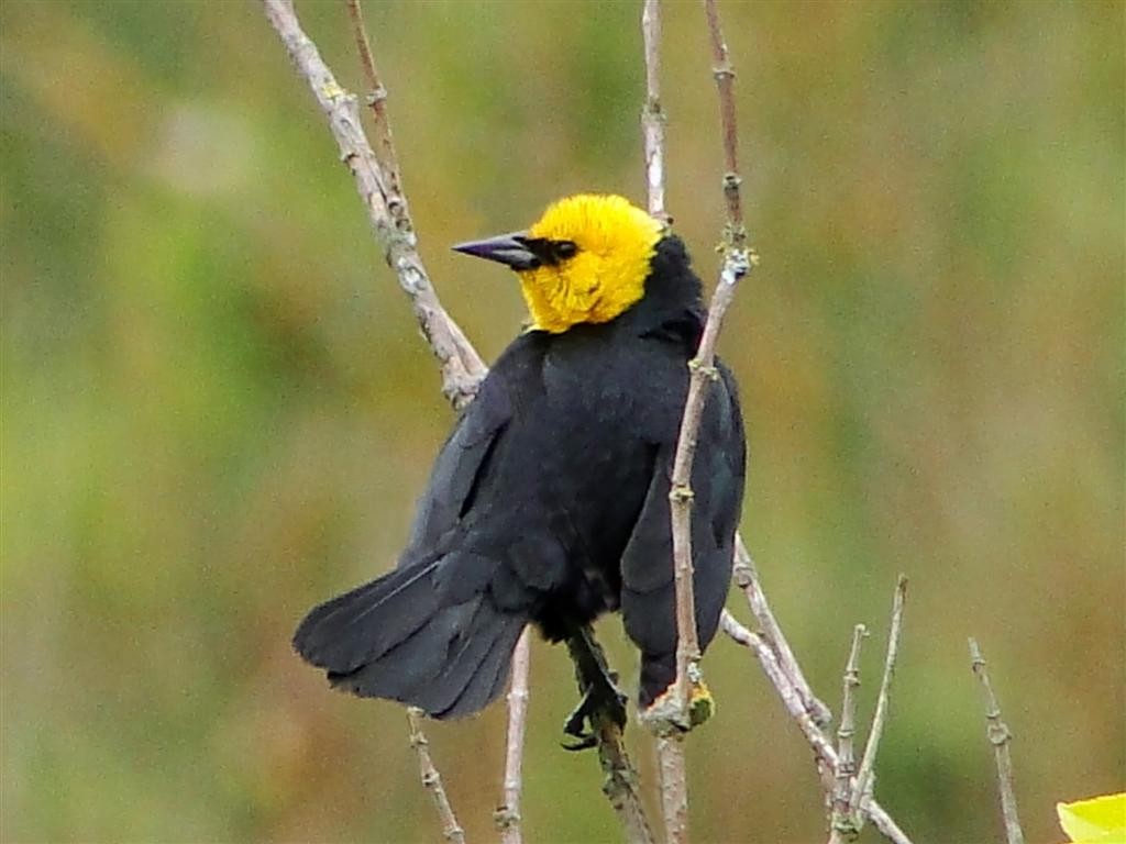 Yellow-hooded Blackbird - Blair Wainman