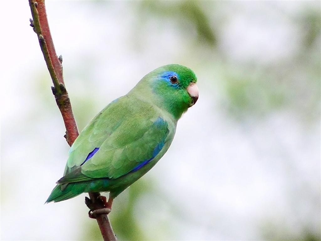 Spectacled Parrotlet - Blair Wainman