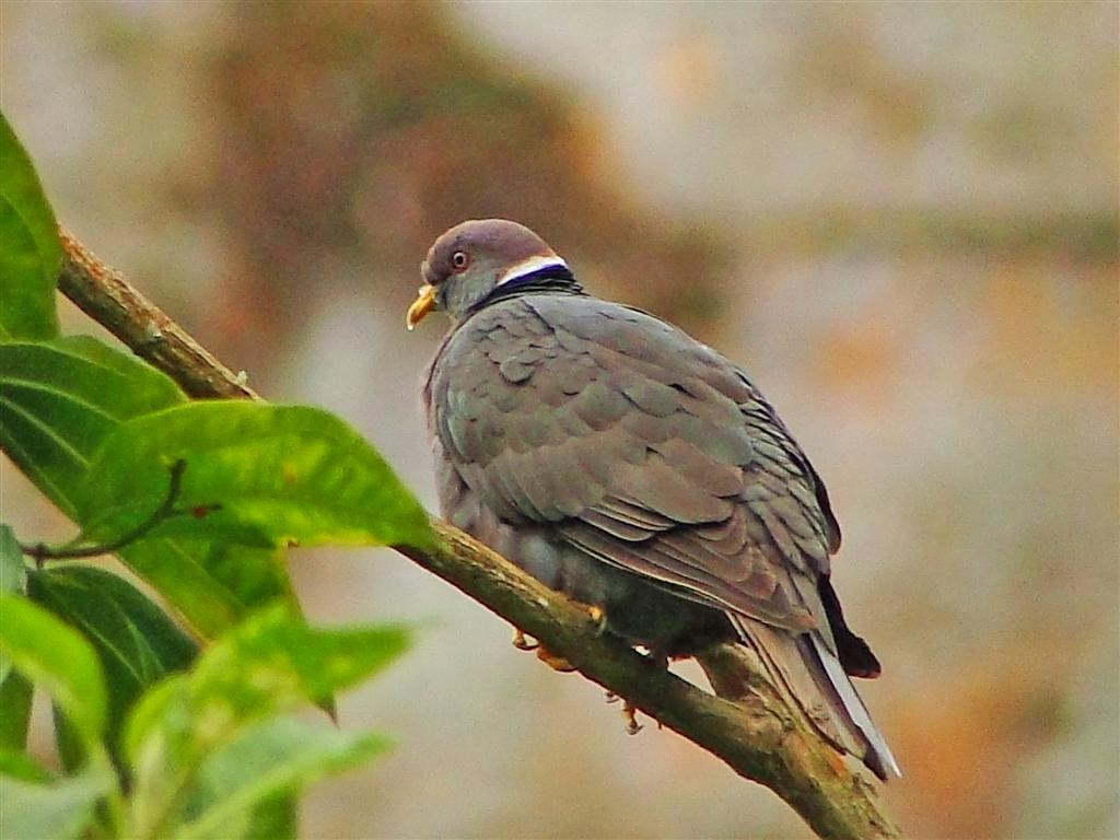 Band-tailed Pigeon (White-necked) - Blair Wainman