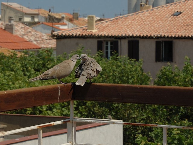 Pair in their urban habitat displaying; Languedoc-Roussillon, France. - Eurasian Collared-Dove - 