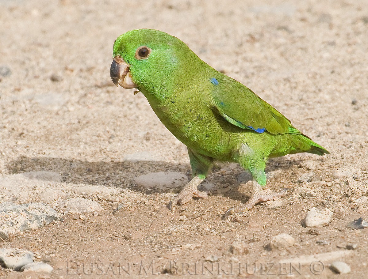 Скромный воробьиный попугайчик (sclateri) - ML204910951