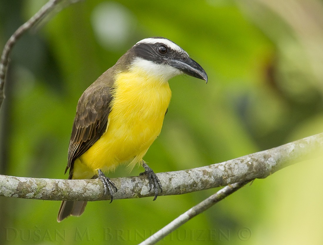 Boat-billed Flycatcher (South American) - Dušan Brinkhuizen