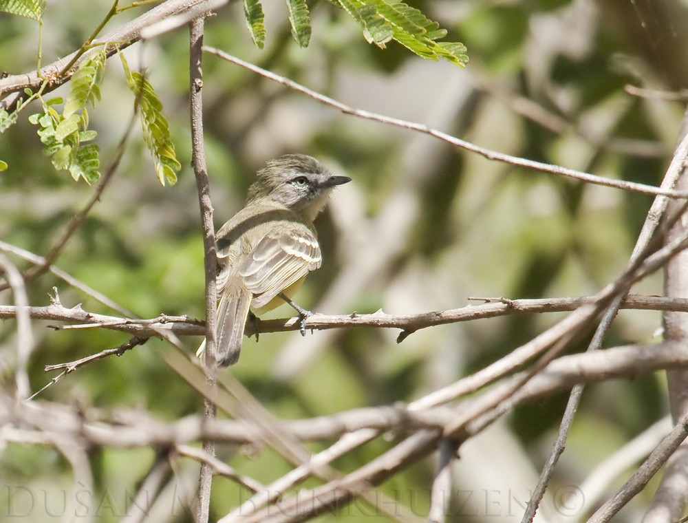 Pale-tipped Tyrannulet - Dušan Brinkhuizen