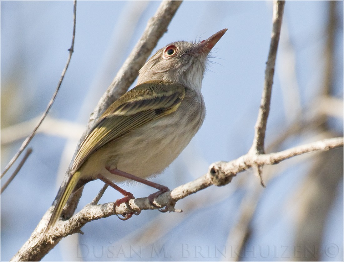 Pearly-vented Tody-Tyrant - Dušan Brinkhuizen