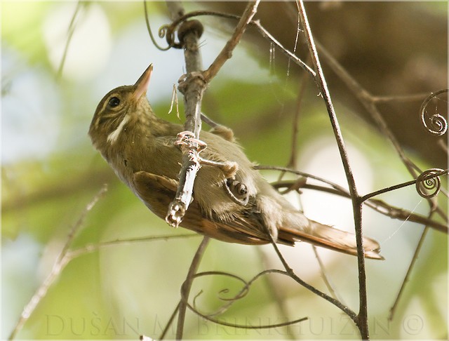 ホオジロカマドドリ Mexicanus グループ Ebird