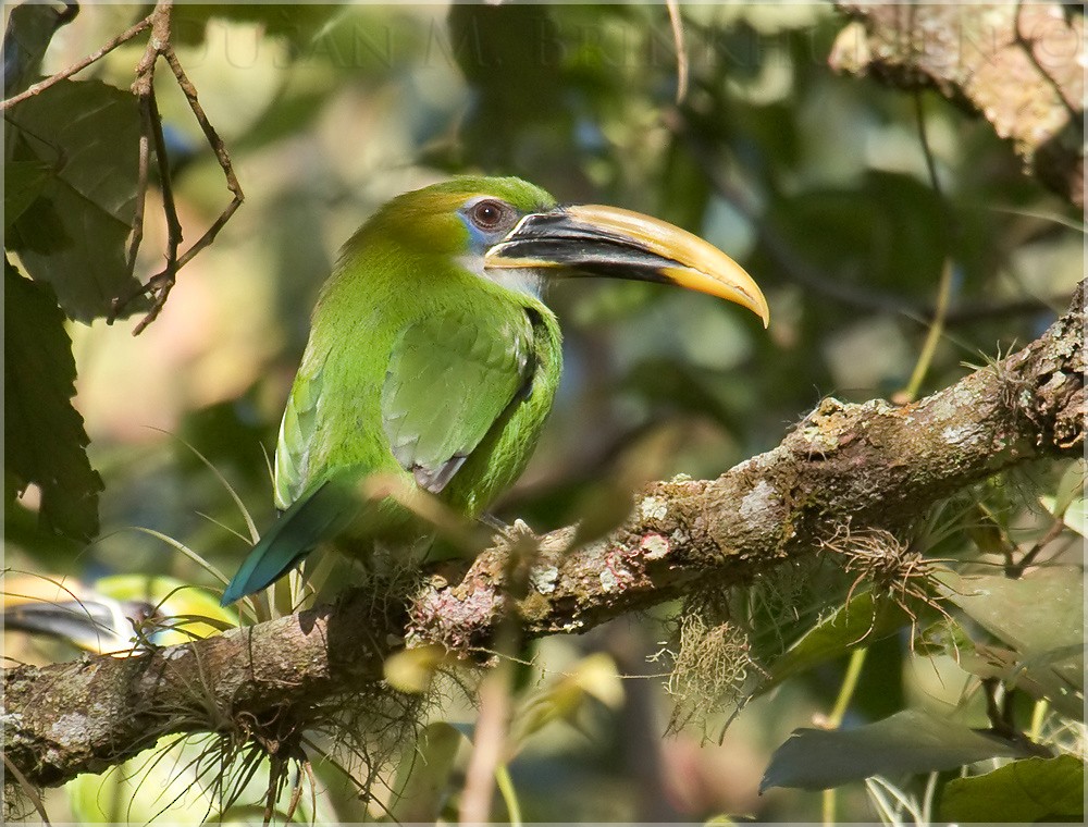 Groove-billed Toucanet (Yellow-billed) - ML204911291