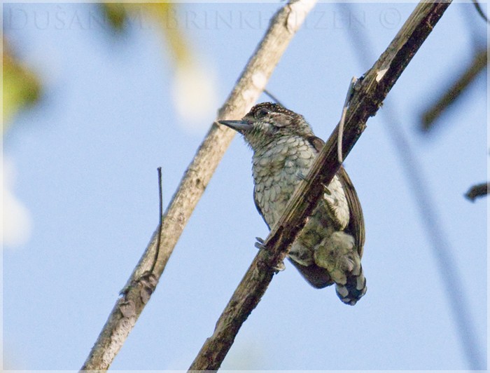 Scaled Piculet (Scaled) - Dušan Brinkhuizen