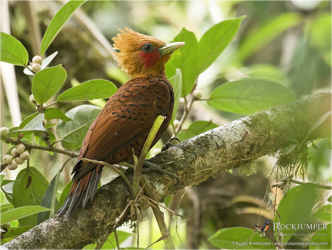Chestnut-colored Woodpecker - Dušan Brinkhuizen