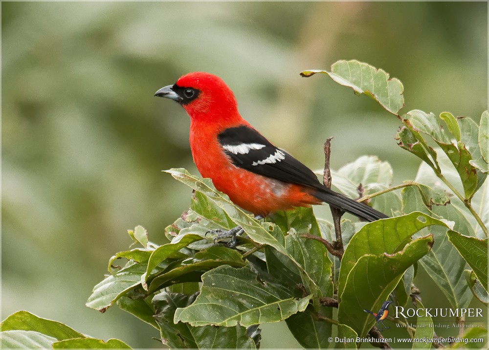 White-winged Tanager - ML204911521