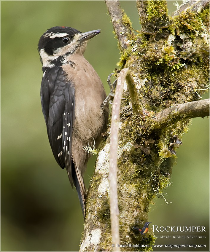 Hairy Woodpecker (Costa Rican) - Dušan Brinkhuizen