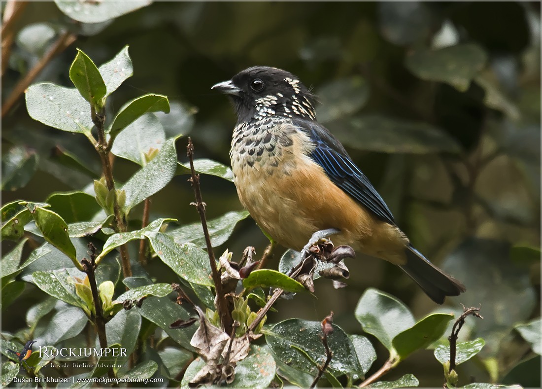 Spangle-cheeked Tanager - Dušan Brinkhuizen