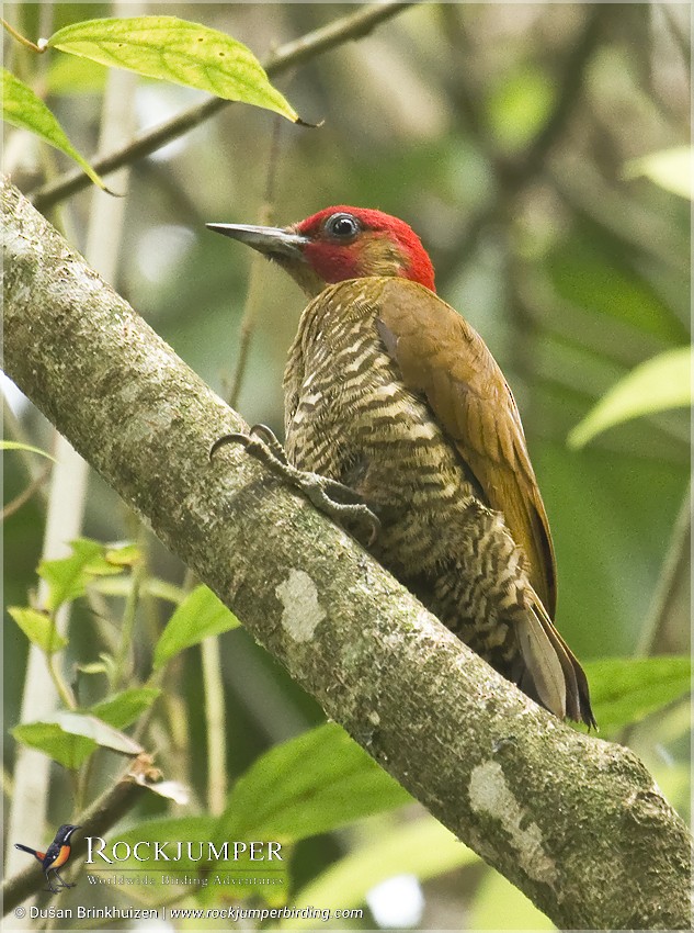 Rufous-winged Woodpecker - ML204911711