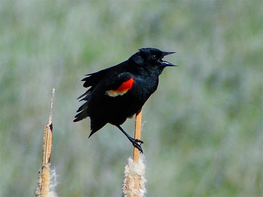 Red-winged Blackbird - ML204912141