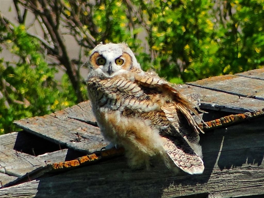 Great Horned Owl - Blair Wainman